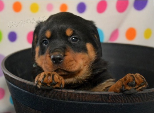 AKC reg n�meck� rotvajler �t��ata