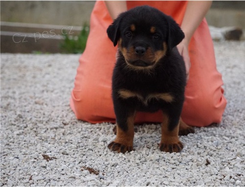 roztomil� �t��ata rotvajler� k adopci