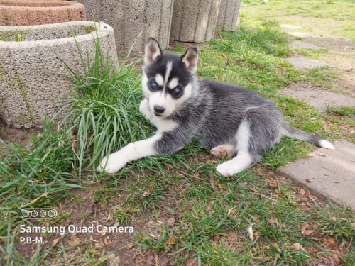 Sibi�sk� husky �t��ata s PP