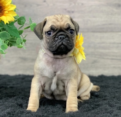 Zdrav� �t���tka Mops k adopci