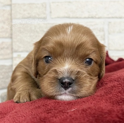 Zdrav� kaval�rsk� kr�l Charles �t��ata k adopci