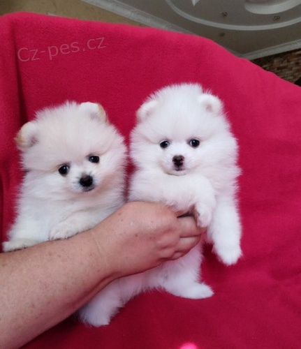 �t��ata Italsk� Volpino pro miluj�c� domov 