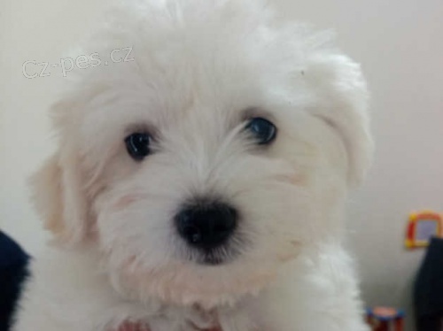 Rozko�n� maltsk� �t��ata