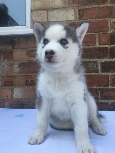 sibi�sk� husky �t��ata
