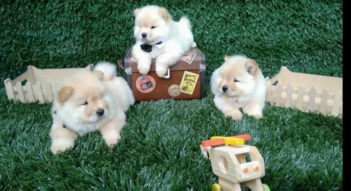 Rozko�n� �t��ata Chow Chow