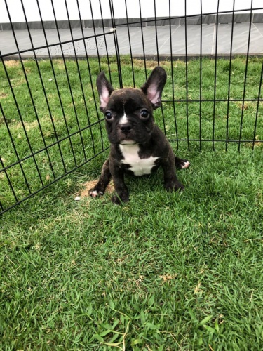 kr�sn� miminko Francouzsk� buldo�ek