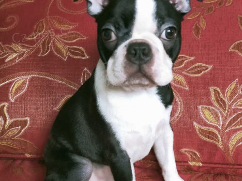 Fantastick� �t��ata boston teri�ra k prodeji