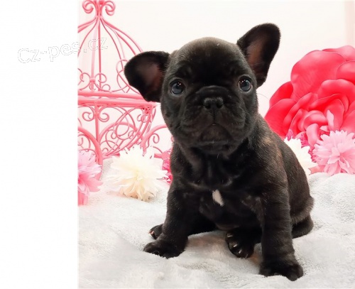 francouzsk� buldok �t��ata