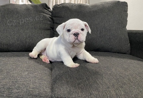 anglick� buldok �t��ata