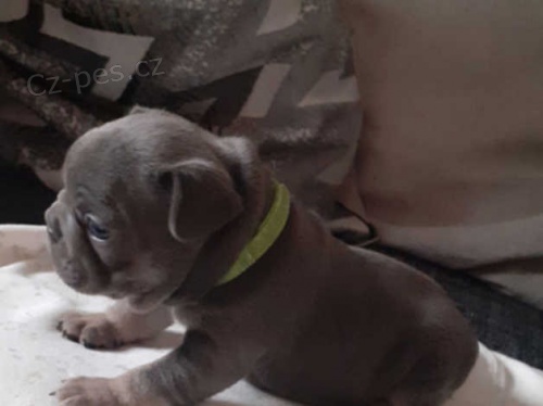 francouzsk� buldok �t��ata