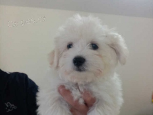 maltsk� �t��ata k dispozici