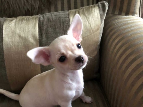 �t��ata �ivavy