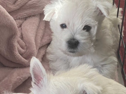 �t��ata West Highland