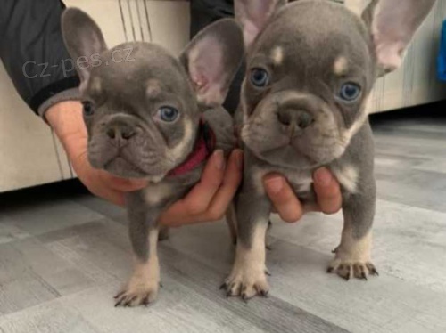 francouzsk� buldok �t��ata