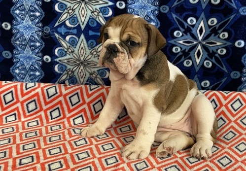 zdrav� �t��ata �ivavy