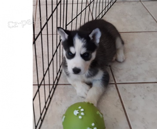 sibi�sk� husky �t��ata