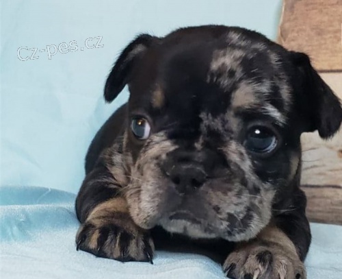 Francouzsk� buldo�ek �t��ata))))