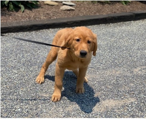 Zlat� retr�vr �t��ata