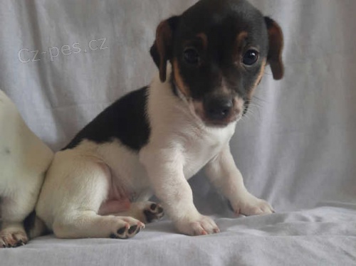 Jack Russell �t��ata