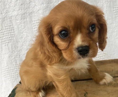 �t��ata kaval�r King Charles