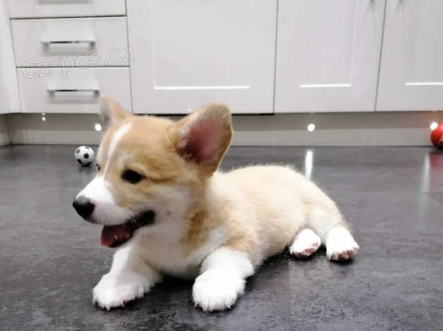 Welsh Corgi, Pembroke �t��ata k dispozici 