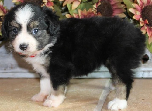 Nejlep�� australsk� kelpie �t��ata k adopci 