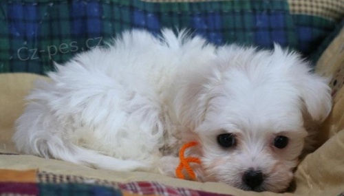 Hezk� Bolo�sk� �t��ata p�ipravena hned 