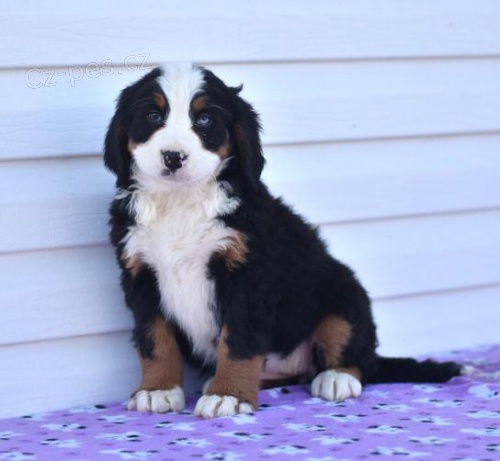 Miluj�c� bernsk� sala�nick� pes k adopci