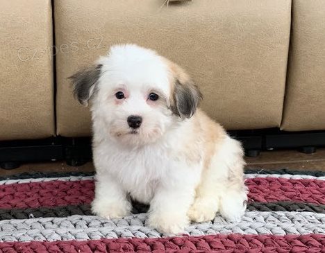 fantastick� �t��ata Coton De Tulear