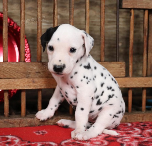 Hezk� Dalmatin �t���tka p�ipravena hned 