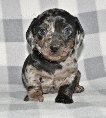 Hezk� �t��ata jezev��ka p�ipravena hned 