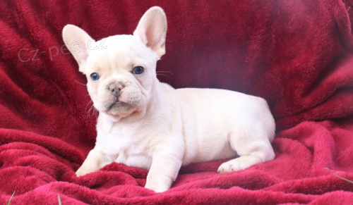 Miluj�c� �t��ata francouzsk�ho buldo�ka 