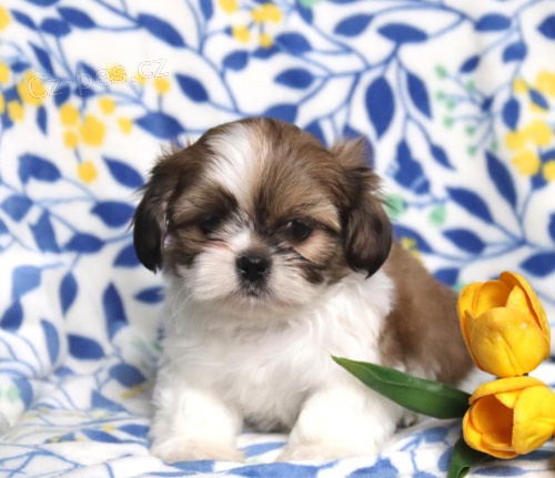 N�dhern� �t��ata Shih-Tzu k adopci