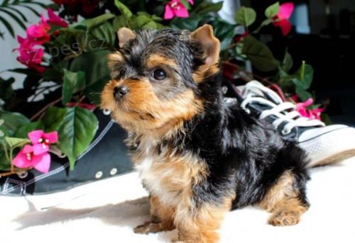 ڞasn� yorkie �t��ata