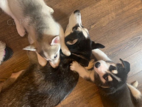 4 roztomil� �t��ata sibi�sk�ho husky na prodej