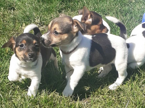 Jack Russell �t��ata