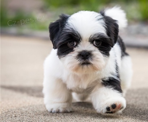 �t��ata shih tzu