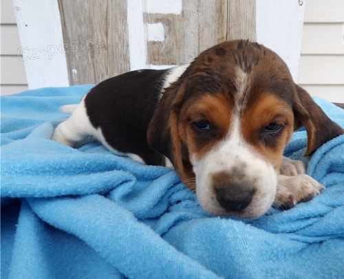 10 t�dn� star� �t��ata beagle
