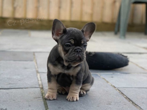 francouzsk� buldok �t��ata