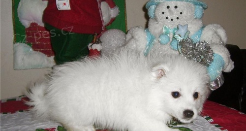 zdrav� �t��ata japonsk�ch �pic� na prodej