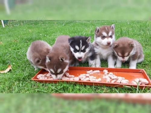 �t��ata Sibi�sk� husky s PP