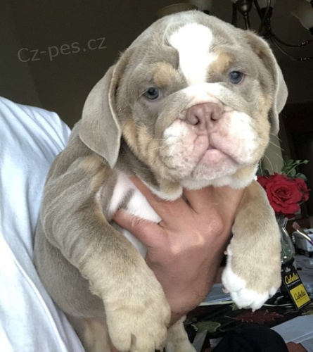 zdrav� �t���tka anglick�ho buldoka p�ipraven� k p�evle�en�