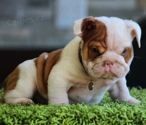 Anglick� buldok �t��ata p�ipravena k prodeji