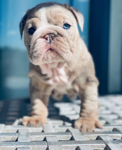 Anglick� buldok �t��ata k prodeji za dom�c� cenu