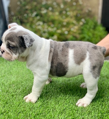 buldok �t��ata k prodeji za dom�c� cenu