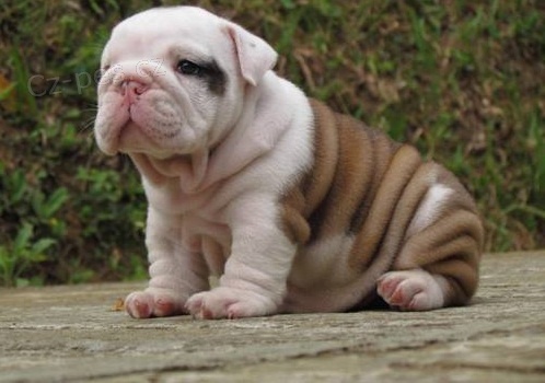 �t��ata k prodeji za dom�c� cenu s AKC a v�echny injekce s vakc�nami