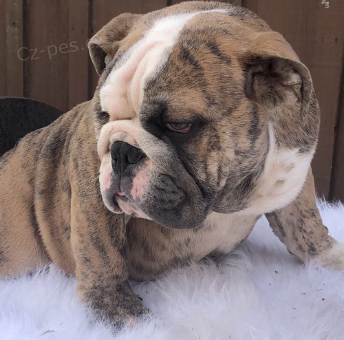 Anglick� zdrav� �t��ata s AKC a v�echny injekce s vakc�nami