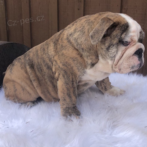 Anglick� zdrav� �t��ata