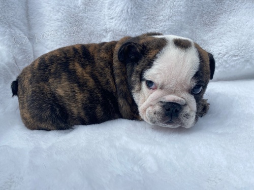 zdrav� �t��ata ve va�em okol� za dobr� ceny