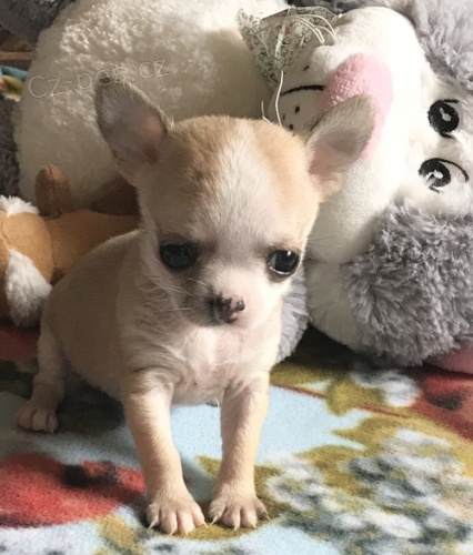 �t��ata v�echny v�st�ely a vakc�ny